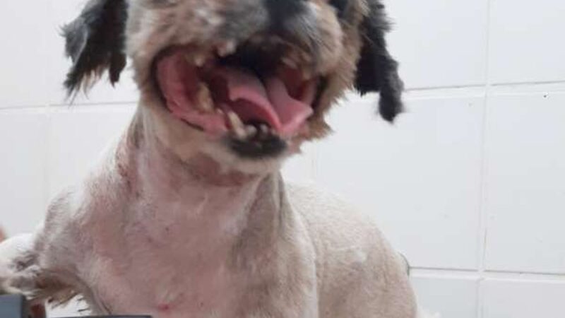 Mulher é presa por suspeita de maus-tratos contra dois cachorros em Fortaleza