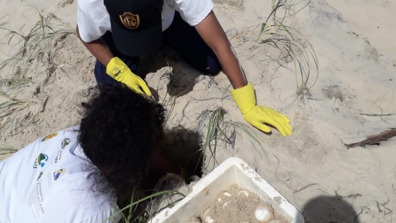 Em ação imediata, Semace, Sema e Instituto Verde Luz transportam ninho com 145 ovos de tartarugas ameaçadas de extinção em Beberibe