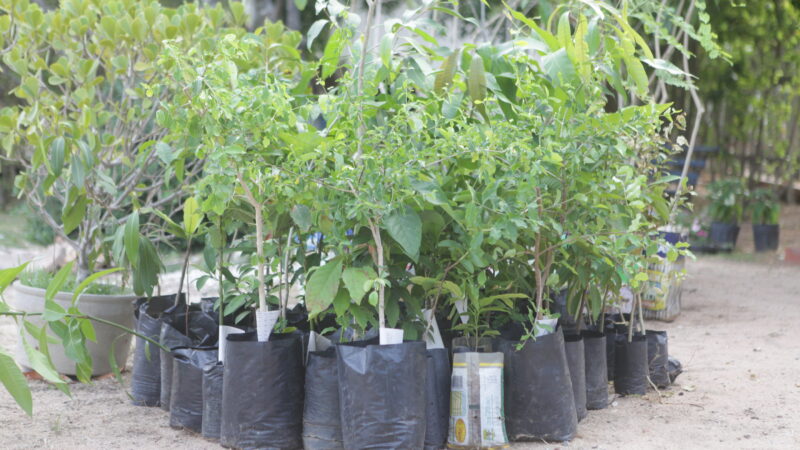 Prefeitura lança o Super Plantio de Abril com árvores nativas de Fortaleza