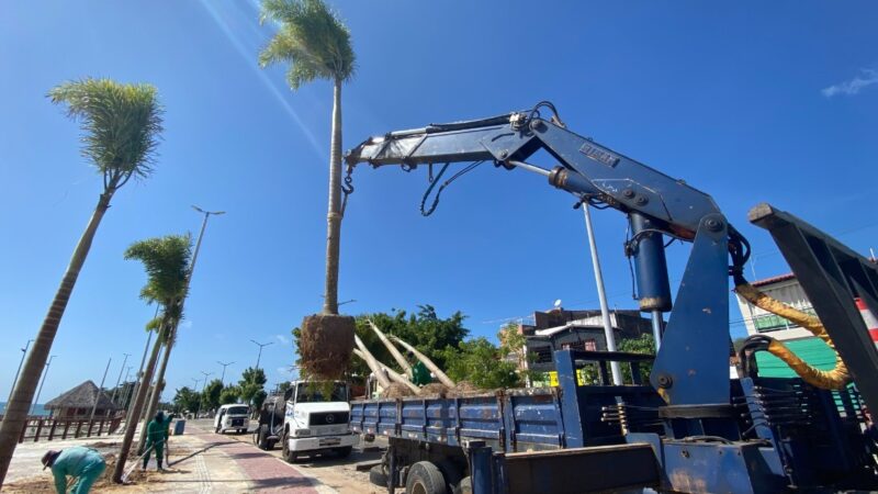 Orla da Barra do Ceará recebe plantio de árvores de grande porte