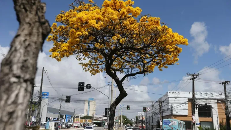 Primavera começa nesta quinta e marca florescimento de ipês e aumento do calor no Ceará