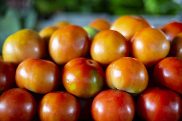 IPCE aponta queda de 34,98% no preço do tomate longa vida