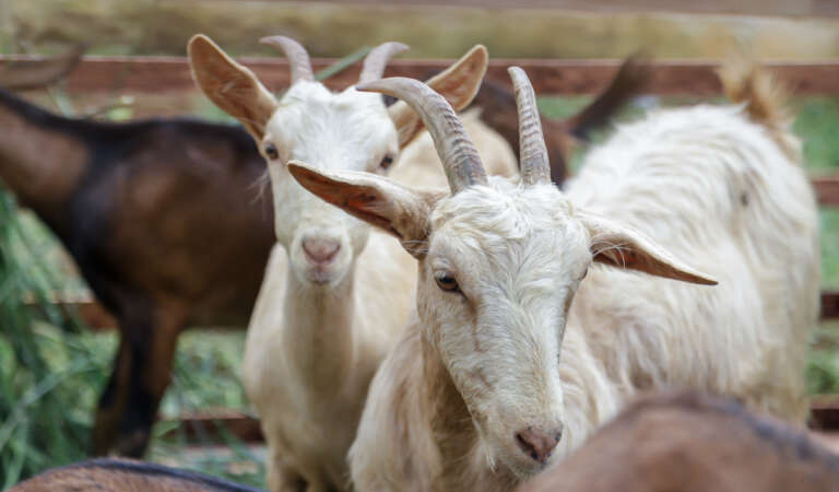 SDA entrega animais do Programa de Ovinocaprinocultura Leiteira no Sertão de Crateús