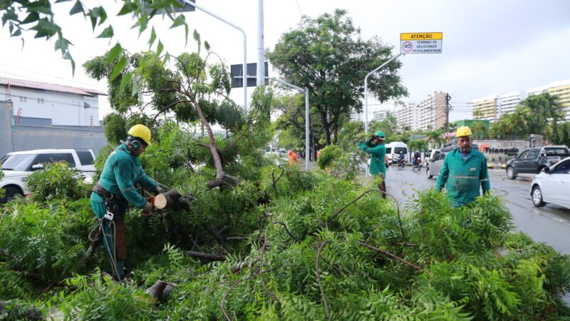 UrbFor realiza mais de 12 mil intervenções de arborização em 2023