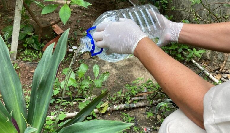 Ceará apresenta redução de casos de dengue, chikungunya e zika; prevenção deve ser reforçada no período pós-chuvas