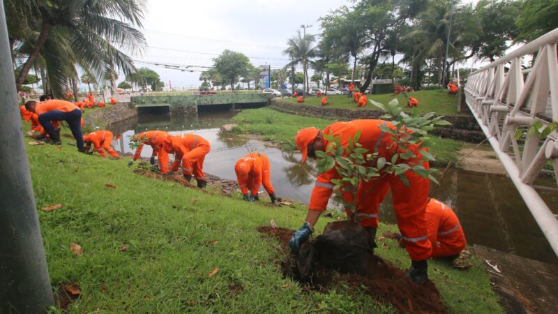 Prefeitura de Fortaleza amplia cobertura vegetal em quase 139 mil novas plantas na Capital