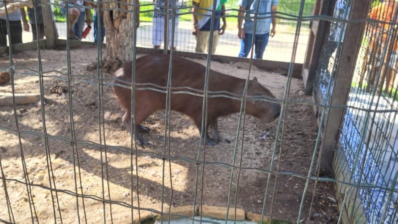 Capivara é resgatada na Praia de Iracema por equipes da PMCE e da GMF