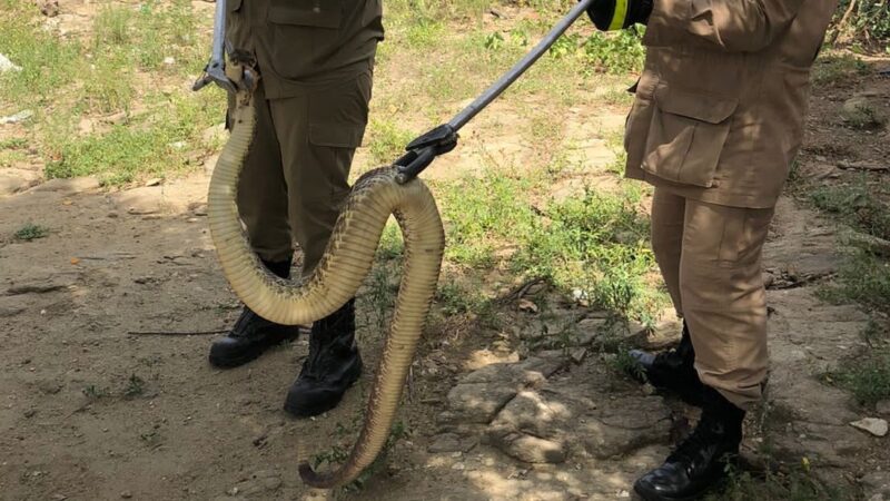 Corpo de Bombeiros resgata cobra cascavel no município de Choró