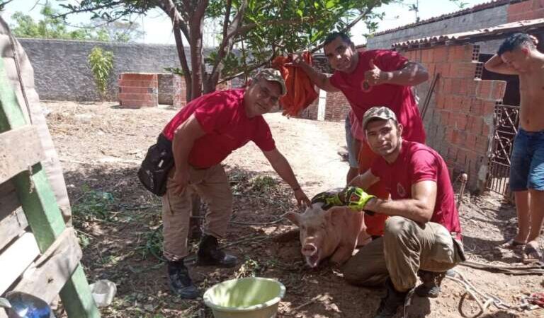 Corpo de Bombeiros resgata porco com quase 250 kg em Iguatu