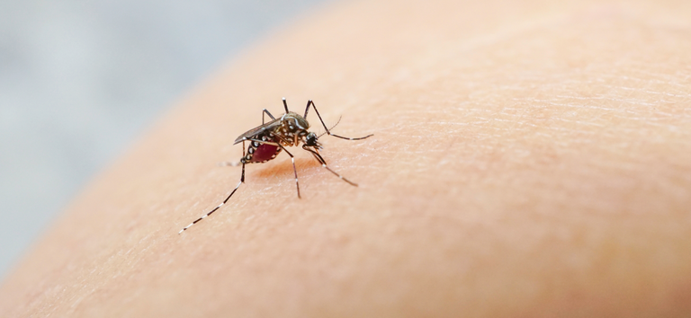 Ministério da Saúde coordena ações de enfrentamento de casos de dengue, chikungunya e Zika