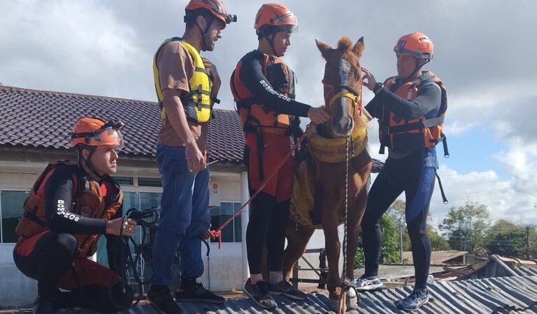 Cavalo Caramelo é resgatado depois de ficar ilhado em telhado em Canoas