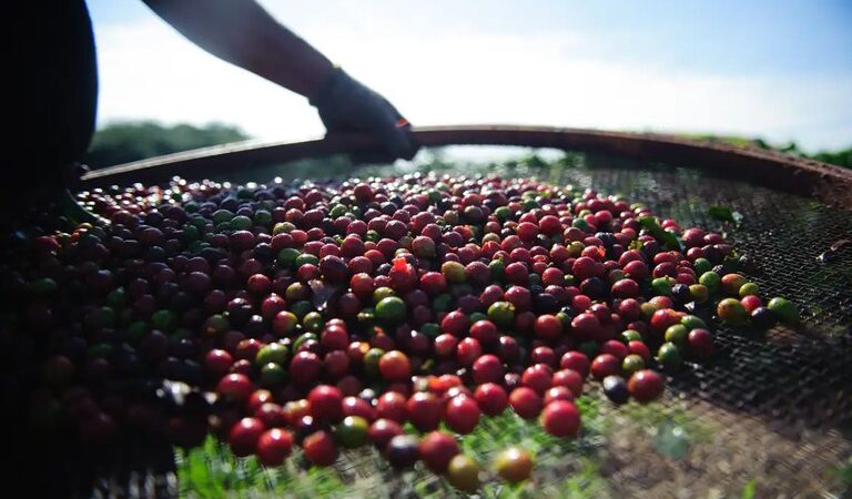 Produção de café na safra 2024 é estimada em 58,81 milhões de sacas