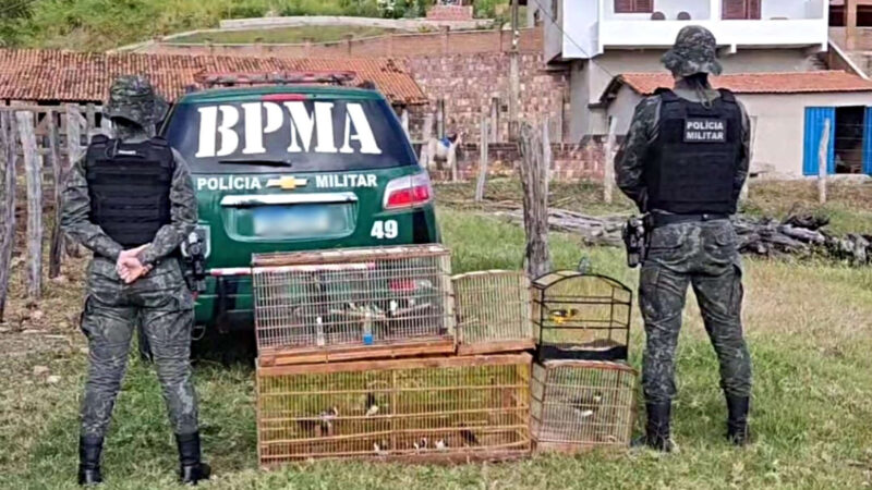 Polícia Militar realiza a soltura de 32 aves silvestres no Cariri e resgata coruja em Pacoti