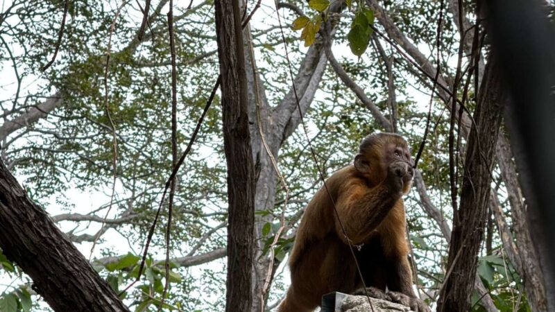 Vítimas de tráfico, macacos-prego estão se reinserindo na natureza