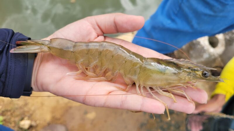 Comissão de Agropecuária realiza audiência sobre carcinicultura nesta quinta em Itaiçaba