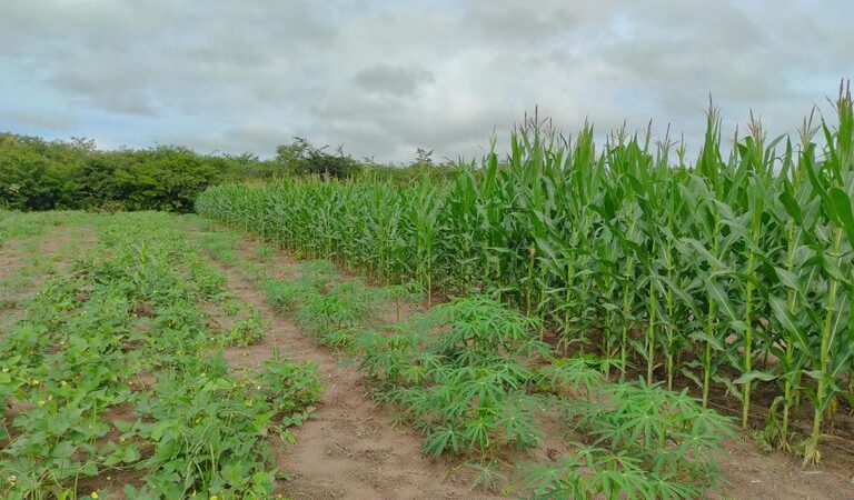 Roça Sustentável: experiência ‘antiga’ aumenta produtividade em até cinco vezes