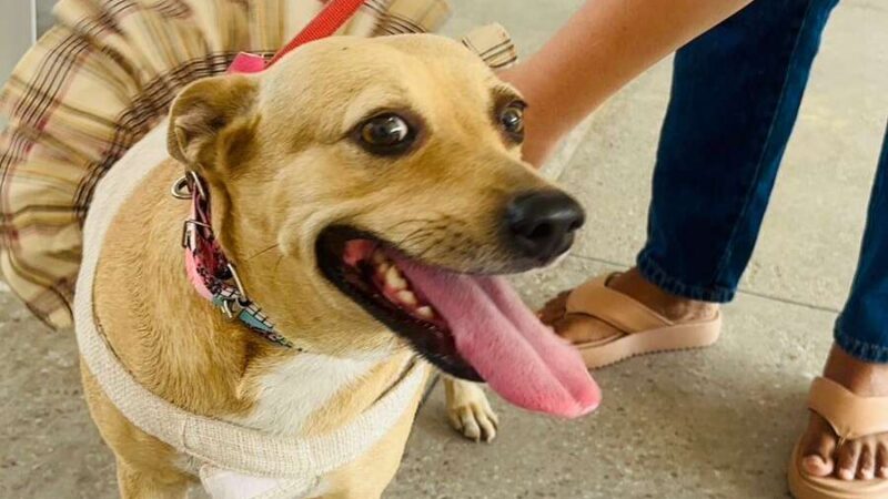 Governo do Ceará realiza Dia D de Encoleiramento Antiparasitário em 16 municípios