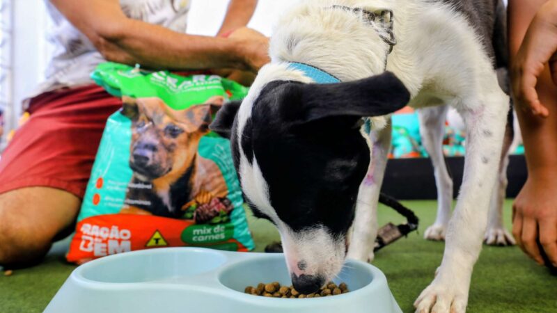 Governo do Ceará lança programa Ração do Bem para apoiar animais em vulnerabilidade