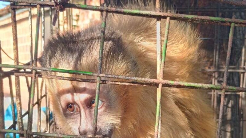 PMCE apreende animais silvestres mantidos ilegalmente em cativeiro no município de Quixadá