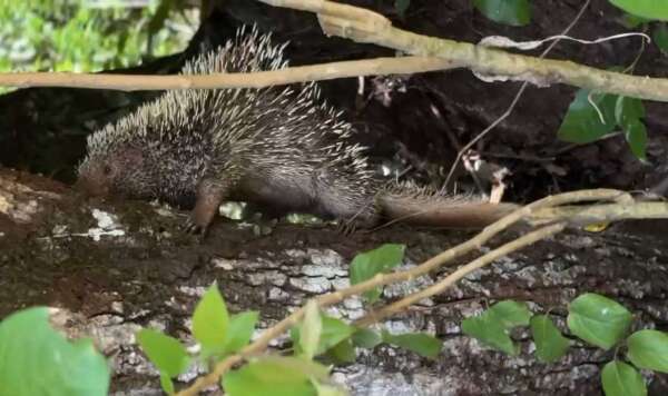 PMCE resgata quandu-de-baturité e tamanduá-mirim no interior