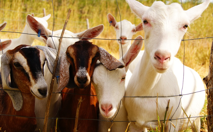 Audiência pública na Alece debate ataque de cães a rebanhos no Ceará