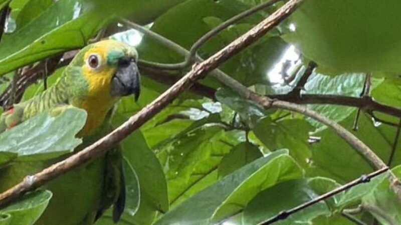 PMCE participa de ação inédita de refaunação de papagaio-verdadeiro no Ceará