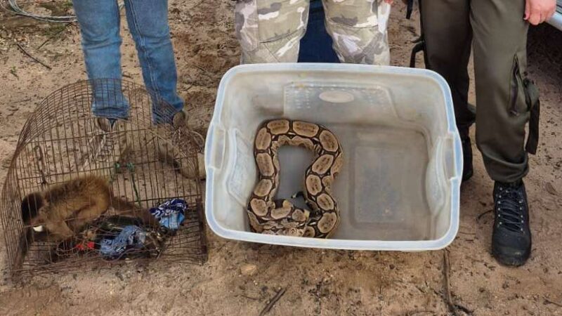 No Cariri, Semace acolhe animais silvestres resgatados em Pernambuco